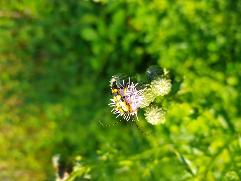 LEPTURE TACHETÉE. Les adultes se nourrissent de pollen et de nectar et pondent leurs œufs dans des souches ou du bois pourri. Terrain de Nestin. MURIEL GODET